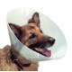 POLYTRANS collerette de protection carcan pour chien chat